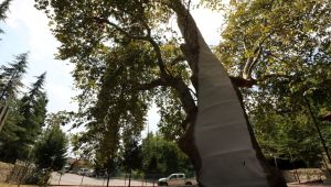 Asırlık çınar ağaçlarının bakımı ve tedavisi yapıldı