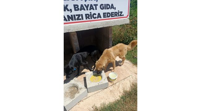 Derince can dostların yanında!