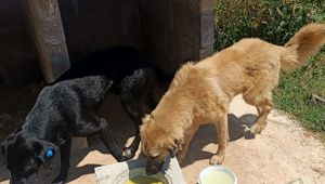 Derince can dostların yanında!