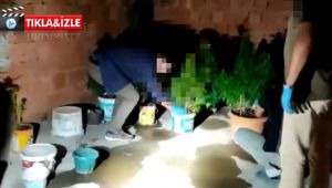 Evinin çatı katını kenevir tarlasına dönüştürmüş