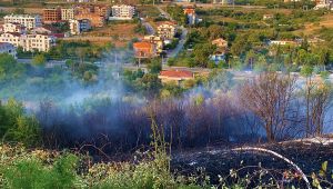 Gebze’de ağaçlık alan alevlere teslim oldu