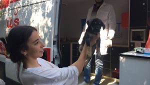 İzmit'te sokak hayvanlarının bakımları yapılıyor