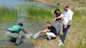 Kocaeli’de göletlere 171 bin sazan balığı bırakıldı