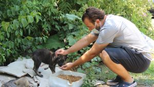 Ormanlar yasaklanınca hayvanlar için harekete geçtiler