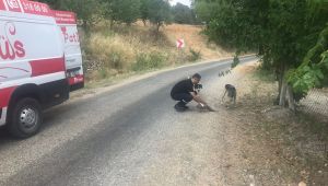 Patibüs yangın bölgelerinde