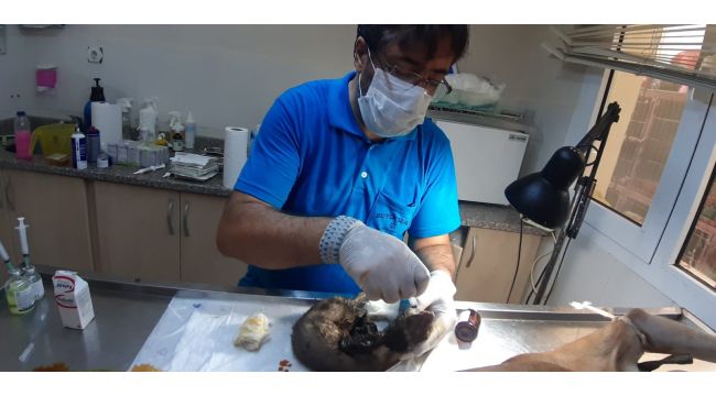 Yangından etkilenen hayvanlara Büyükşehir şefkati