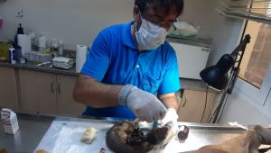 Yangından etkilenen hayvanlara Büyükşehir şefkati