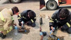 Yangının ortasında kalan kaplumbağayı kurtardılar