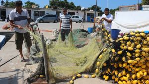 Yeni balık sezonundan bir kötü bir de iyi haber