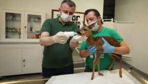 Büyükakın; ‘’Ormanya, artık Türkiye’nin markasıdır’’