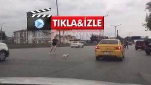 D-100'e kaçan köpek, trafiği alt üst etti