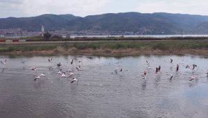 Fener Gölü, flamingoların dinlenme alanı oldu