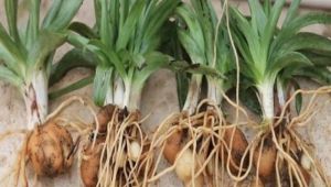 İzmit’te yeni tarım hamlesi, salep üretimi yapılacak