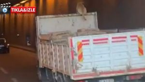 Kamyon üzerinde seyahat eden köpek şoke etti