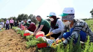 Kocaeli’de biberiye hasadı sürüyor