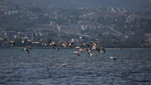 Körfezde flamingolardan görsel şölen