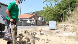 Sokak hayvanlarına 100 ton mama