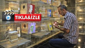 Alkol bağımlısıydı, muhabbet kuşu hayatını değiştirdi