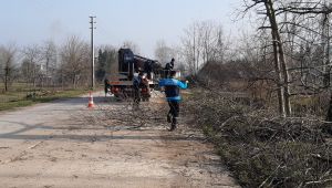 Başiskele'de ağaçlar budanıyor