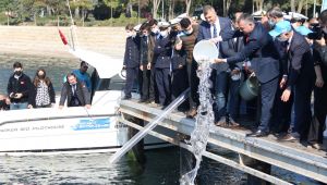 Büyükşehir’den Körfez’e 6 bin balık daha