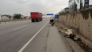 25 metre sürüklenen büyükbaş hayvan telef oldu