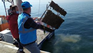 Denizden çıkan piknik masası şaşkına çevirdi