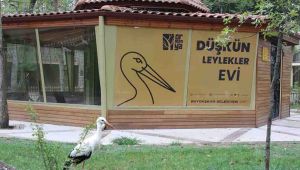 Düşkün Leylekler Evi, Ormanya‘da