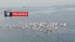 Flamingolar İzmit Körfezi’nde görsel şölen oluşturdu