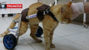 İki bacağını kaybeden kedi, yeniden hayata tutundu