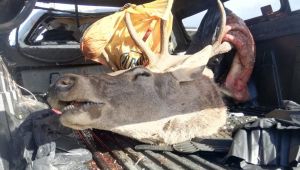 Kamyonet takla attı, içinden geyik çıktı!