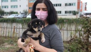 Mahsur kalan yavru köpeği itfaiye ekibi kurtardı