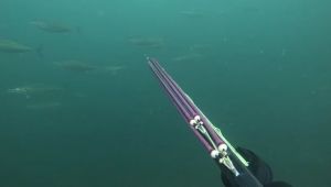 Müsilaj etkisini kaybedince, balıklar gezmeye başladı