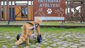 ‘’Şanslı’’ ilk adımlarını atmaya başladı