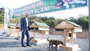 Sokak hayvanlarına doğal yaşam alanı