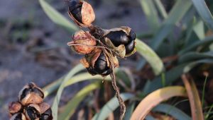Bu çiçeği kopartmanın cezası dudak uçuklatıyor