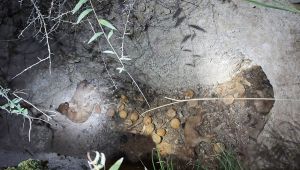 Define için kazılan mezara düşen 8 köpek telef oldu