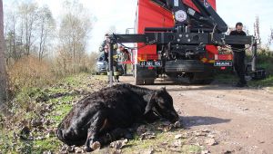 Dereye düşen 6 aylık buzağı için seferber oldular