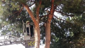 Evden kaçan kediyi itfaiye ekipleri kurtardı