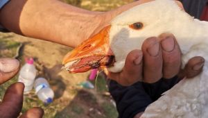 Gelişigüzel atılan misina kancaları kazın diline ve sırtına takıldı