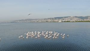 'İzmit çocuğu' flamingolar göç etmiyor