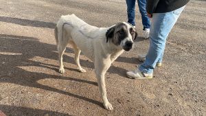 Köpeğin sırtına yazdıkları şaşkına çevirdi