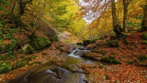 Yılançatı Kanyonu'nda sonbahar güzelliği