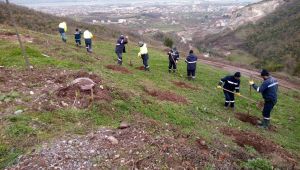 Büyükşehir’den Gölcük Hisareyn’e bal ormanı