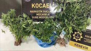 Kenevir serasına çevrilen eve polis operasyonu