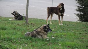 Köpek saldırısı anında işte bunlar yapılmalı
