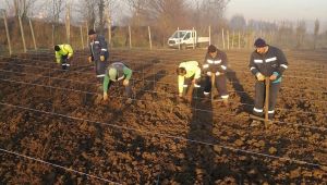 10 bin çuha fide toprak ile buluştu