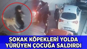 5 sokak köpeği yolda yürüyen 15 yaşındaki çocuğa saldırdı