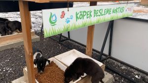 Çayırova’da sokak hayvanları yalnız değil