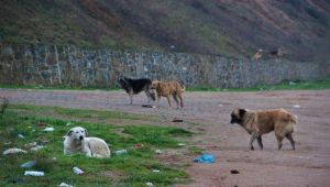 İstanbul’un köpekleri Gebze'de korku saçıyor