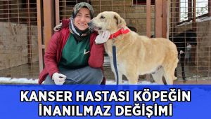 Kanser hastası köpeğin inanılmaz değişimi